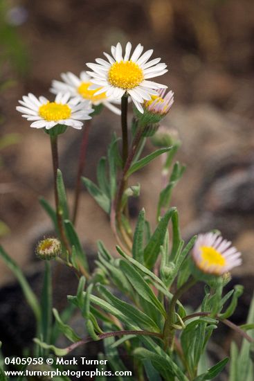 Erigeron eatonii