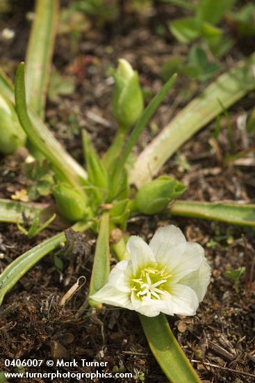 Lewisia nevadensis