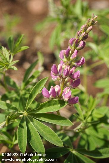 Lupinus tracyi