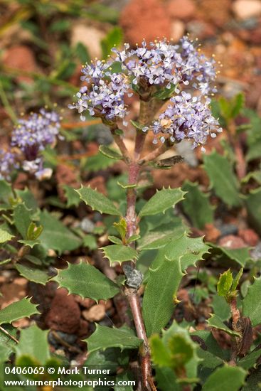 Ceanothus prostratus