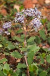 Ceanothus prostratus