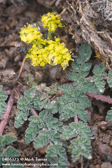 Lomatium martindalei