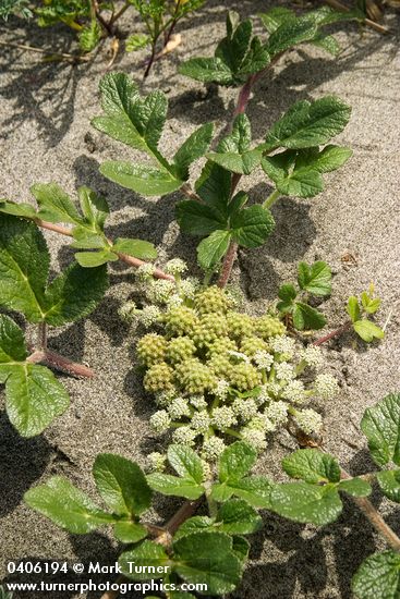 Glehnia littoralis</em> ssp. <em>leiocarpa