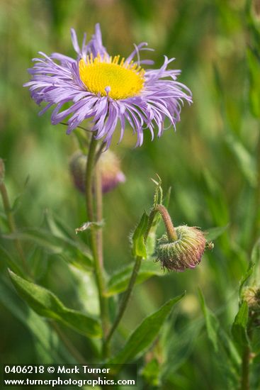Erigeron speciosus