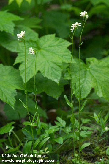 Arabis furcata