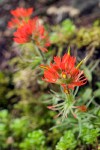 Castilleja rupicola