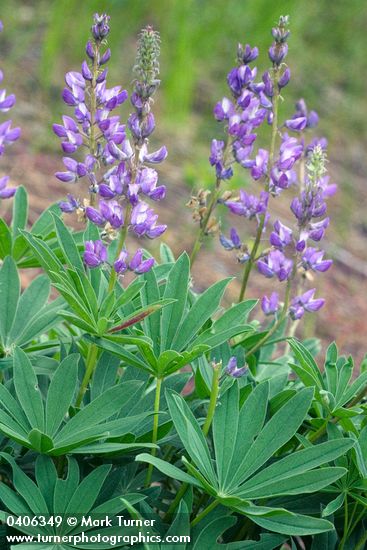 Lupinus polyphyllus</em> var. <em>burkei