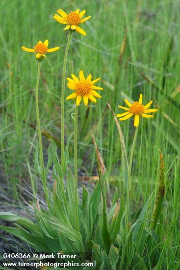 Arnica sororia