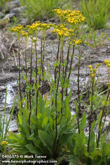 Senecio hydrophiloides