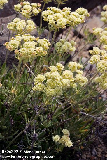 Eriogonum heracleoides