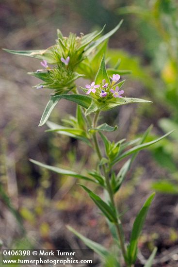 Collomia linearis