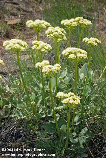 Eriogonum compositum