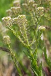 Lepidium campestre