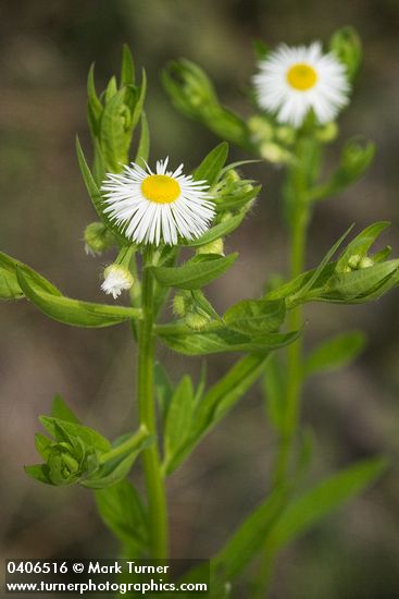 Erigeron philadelphicus
