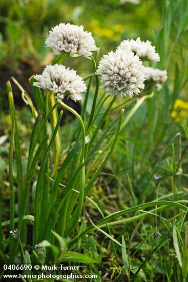 Allium madidum