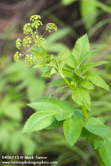 Osmorhiza occidentalis