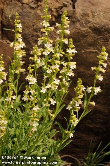 Penstemon deustus