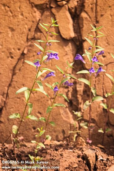 Scutellaria angustifolia
