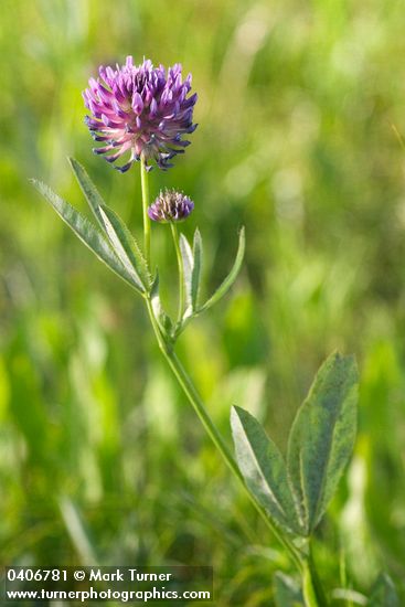 Trifolium douglasii