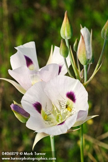 Calochortus eurycarpus