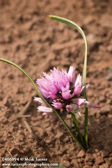 Allium lemmonii