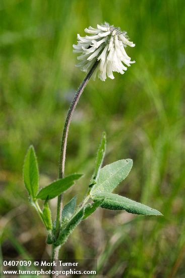 Trifolium eriocephalum ssp. arcuatum (T. eriocephalum var. piperi)