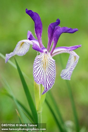 Iris missouriensis