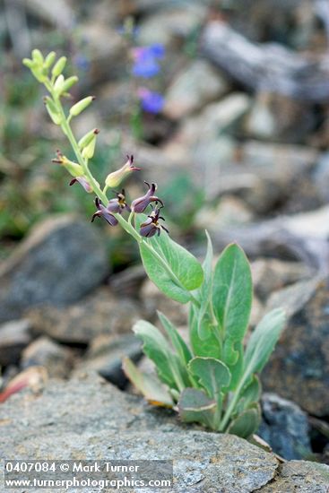 Streptanthus cordatus