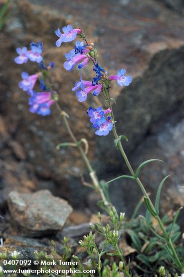 Penstemon humilis