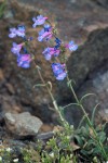 Penstemon humilis