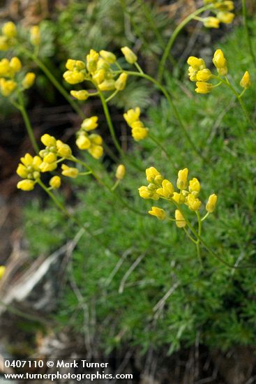 Draba densifolia