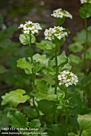 Cardamine cordifolia