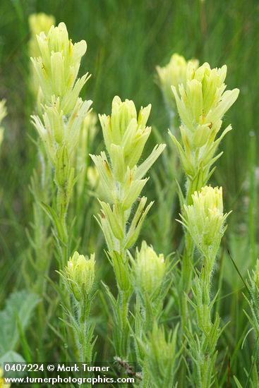 Castilleja cusickii