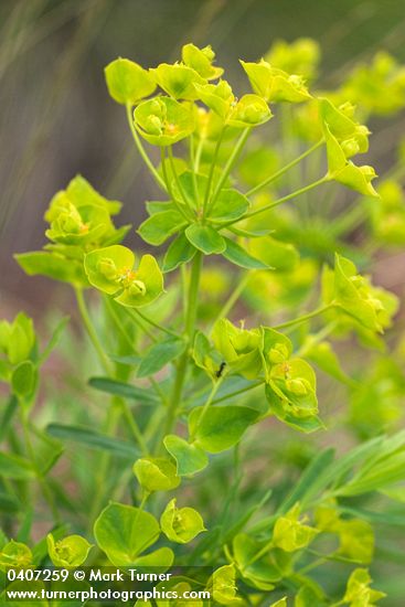 Euphorbia esula