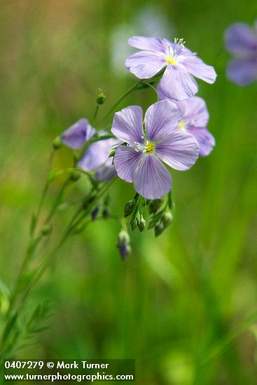 Linum lewisii