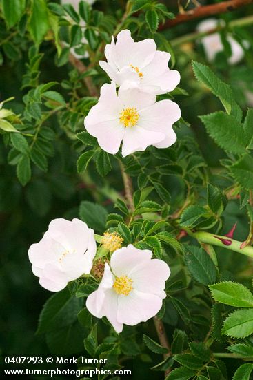 Rosa canina
