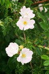 Rosa canina