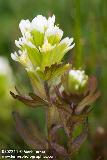 Castilleja ambigua</em> ssp. <em>ambigua