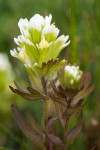Castilleja ambigua ssp. ambigua