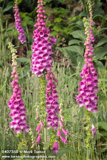 Digitalis purpurea