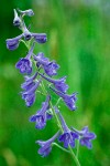 Delphinium nuttallii