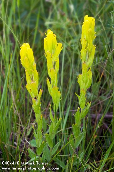 Castilleja levisecta
