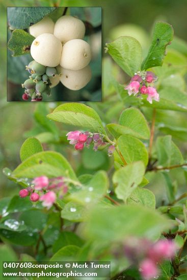 Symphoricarpos albus