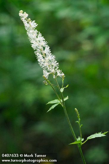 Cimicifuga elata