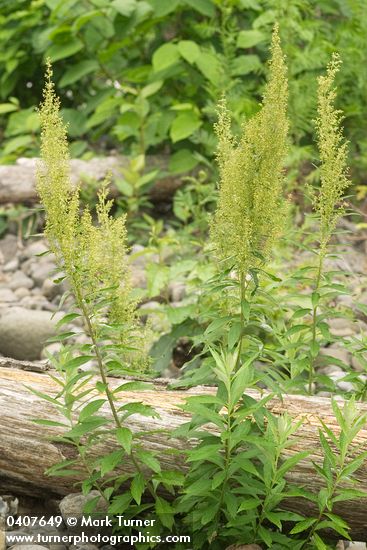 Artemisia suksdorfii