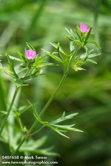 Geranium dissectum