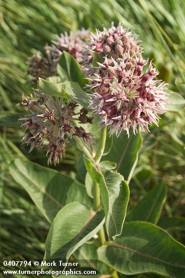 Asclepias speciosa