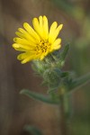 Rabbit Leaf blossom detail