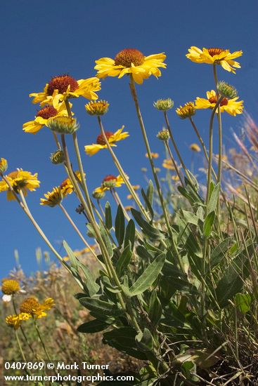 Gaillardia aristata