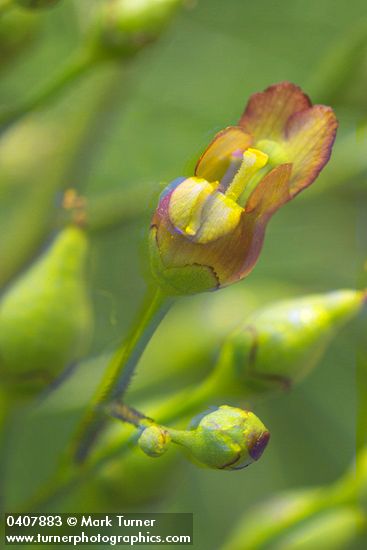 Scrophularia lanceolata